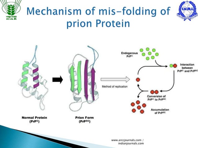 Prion diseases in India | PPTX | Brain and Nervous System Disorders ...