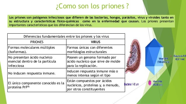 Bacteri fago