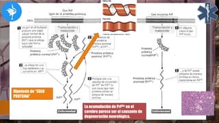 La acumulación de PrPSc en el
cerebro parece ser el causante de
degeneración neurológica.
Hipotesis de “SOLO
PROTEINA”
 