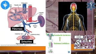 Intestino
Páncreas
 