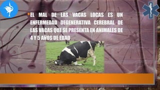 •EL MAL DE LAS VACAS LOCAS ES UN
ENFERMEDAD DEGENERATIVA CEREBRAL DE
LAS VACAS QUE SE PRESENTA EN ANIMALES DE
4 Y 5 AÑOS DE EDAD.
 