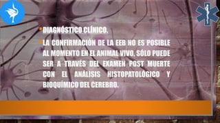 •DIAGNÓSTICO CLÍNICO.
•LA CONFIRMACIÓN DE LA EEB NO ES POSIBLE
AL MOMENTO EN EL ANIMAL VIVO, SÓLO PUEDE
SER A TRAVÉS DEL EXAMEN POST MUERTE
CON EL ANÁLISIS HISTOPATOLÓGICO Y
BIOQUÍMICO DEL CEREBRO.
 