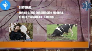 •SINTOMAS.
•FORMA DE INCOORDINACIÓN MOTORA,
ATAXIA, Y APATIA EN EL ANIMAL.
 