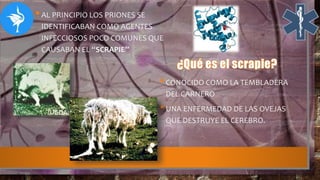 •AL PRINCIPIO LOS PRIONES SE
IDENTIFICABAN COMO AGENTES
INFECCIOSOS POCO COMUNES QUE
CAUSABAN EL “SCRAPIE”
•CONOCIDO COMO LA TEMBLADERA
DEL CARNERO
•UNA ENFERMEDAD DE LAS OVEJAS
QUE DESTRUYE EL CEREBRO.
 