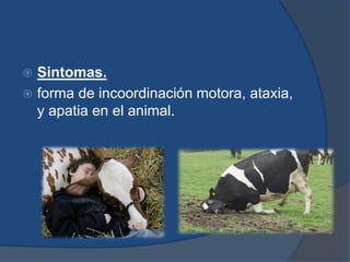  Sintomas. 
 forma de incoordinación motora, ataxia, 
y apatia en el animal. 
 