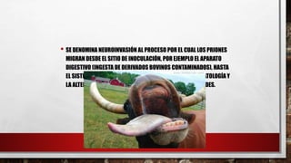 • SE DENOMINA NEUROINVASIÓN AL PROCESO POR EL CUAL LOS PRIONES
MIGRAN DESDE EL SITIO DE INOCULACIÓN, POR EJEMPLO EL APARATO
DIGESTIVO (INGESTA DE DERIVADOS BOVINOS CONTAMINADOS), HASTA
EL SISTEMA NERVIOSO CENTRAL DONDE CAUSAN LA SINTOMATOLOGÍA Y
LA ALTERACIÓN HISTOLÓGICA CLÁSICA DE ESTAS ENFERMEDADES.
 