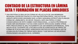 CONTAGIO DE LA ESTRUCTURA EN LÁMINA
BETA Y FORMACIÓN DE PLACAS AMILOIDES
• UNA PROTEÍNA GLOBULAR EN FORMA DE HÉLICE ALFA DE UNA MEMBRANA
NEURONAL ENTRA EN CONTACTO CON UNA PROTEÍNA PRPSC, QUE ACTÚA DE
AGENTE INFECCIOSO HACIENDO QUE LA PRPC ADQUIERA ESTRUCTURA PLANA EN
FORMA DE LÁMINA BETA, ES DECIR, PASARÁ A SER UNA PRPSC.9 COMO
CONSECUENCIA DE ESTE CAMBIO CONFORMACIONAL, LA NUEVA PROTEÍNA NO
PUEDE SER DEGRADADA Y ACTÚA COMO AGENTE INFECCIOSO SOBRE OTROS
PRPC PROVOCANDO EL MAL PLEGAMIENTO DE UNA MANERA EXPONENCIAL. ESTE
HECHO ES EL CAUSANTE DE LA ACUMULACIÓN DE AGREGADOS DE PRPSC EN
FORMA DE PLACAS AMILOIDES, AGREGADOS PROTEICOS PATÓGENOS QUE SE
ACUMULAN EN FORMA DE FIBRAS INSOLUBLES Y QUE MATAN LAS NEURONAS
PRODUCIENDO AGUJEROS EN EL CEREBRO.
 