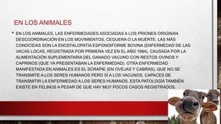 EN LOS ANIMALES
• EN LOS ANIMALES, LAS ENFERMEDADES ASOCIADAS A LOS PRIONES ORIGINAN
DESCOORDINACIÓN EN LOS MOVIMIENTOS, CEGUERA O LA MUERTE. LAS MÁS
CONOCIDAS SON LA ENCEFALOPATÍA ESPONGIFORME BOVINA (ENFERMEDAD DE LAS
VACAS LOCAS, REGISTRADA POR PRIMERA VEZ EN EL AÑO 1984), CAUSADA POR LA
ALIMENTACIÓN SUPLEMENTARIA DEL GANADO VACUNO CON RESTOS OVINOS Y
CAPRINOS (QUE YA PRESENTABAN LA ENFERMEDAD). OTRA ENFERMEDAD
MANIFESTADA EN ANIMALES ES EL SCRAPIE (EN OVEJAS Y CABRAS), QUE NO SE
TRANSMITE A LOS SERES HUMANOS PERO SÍ A LOS VACUNOS, CAPACES DE
TRANSMITIR LA ENFERMEDAD A LOS SERES HUMANOS. ESTA PATOLOGÍA TAMBIÉN
EXISTE EN FELINOS A PESAR DE QUE HAY MUY POCOS CASOS REGISTRADOS.
 