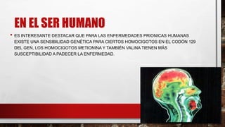 EN EL SER HUMANO
• ES INTERESANTE DESTACAR QUE PARA LAS ENFERMEDADES PRIONICAS HUMANAS
EXISTE UNA SENSIBILIDAD GENÉTICA PARA CIERTOS HOMOCIGOTOS EN EL CODÓN 129
DEL GEN, LOS HOMOCIGOTOS METIONINA Y TAMBIÉN VALINA TIENEN MÁS
SUSCEPTIBILIDAD A PADECER LA ENFERMEDAD.
 