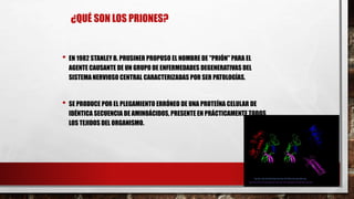 ¿QUÉ SON LOS PRIONES?
• EN 1982 STANLEY B. PRUSINER PROPUSO EL NOMBRE DE "PRIÓN" PARA EL
AGENTE CAUSANTE DE UN GRUPO DE ENFERMEDADES DEGENERATIVAS DEL
SISTEMA NERVIOSO CENTRAL CARACTERIZADAS POR SER PATOLOGÍAS.
• SE PRODUCE POR EL PLEGAMIENTO ERRÓNEO DE UNA PROTEÍNA CELULAR DE
IDÉNTICA SECUENCIA DE AMINOÁCIDOS, PRESENTE EN PRÁCTICAMENTE TODOS
LOS TEJIDOS DEL ORGANISMO.
 