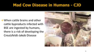 Prion diseases
