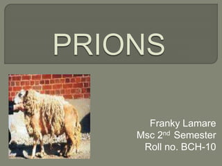 Franky Lamare
Msc 2nd Semester
Roll no. BCH-10
 