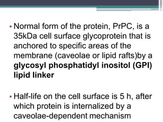 • Normal form of the protein, PrPC, is a
35kDa cell surface glycoprotein that is
anchored to specific areas of the
membrane (caveolae or lipid rafts)by a
glycosyl phosphatidyl inositol (GPI)
lipid linker
• Half-life on the cell surface is 5 h, after
which protein is internalized by a
caveolae-dependent mechanism
 