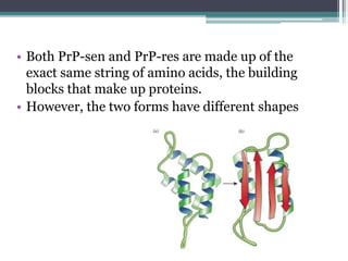 • Both PrP-sen and PrP-res are made up of the
exact same string of amino acids, the building
blocks that make up proteins.
• However, the two forms have different shapes
 