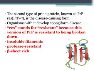 • The second type of prion protein, known as PrP-
res(PrP-sc), is the disease-causing form.
• Organisms with it develop spongiform disease.
• “res” stands for “resistant” because this
version of PrP is resistant to being broken
down.
• insoluble filaments
• protease-resistant
• β-sheet rich
 
