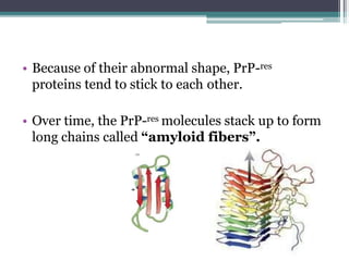 • Because of their abnormal shape, PrP-res
proteins tend to stick to each other.
• Over time, the PrP-res molecules stack up to form
long chains called “amyloid fibers”.
 