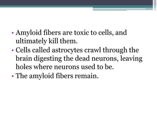 • Amyloid fibers are toxic to cells, and
ultimately kill them.
• Cells called astrocytes crawl through the
brain digesting the dead neurons, leaving
holes where neurons used to be.
• The amyloid fibers remain.
 