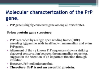 Molecular characterization of the PrP
gene.
• PrP gene is highly conserved gene among all vertebrates.
Prion protein gene structure
• PrP is encoded by a single open reading frame (ORF)
encoding 253 amino acids in all known mammalian and avian
PrP genes.
• Alignment of the 44 known PrP sequences shows a striking
degree of conservation between the mammalian sequences,
suggestion the retention of an important function through
evolution.
• However, PrP-null mice are fine.
• Therefore, PrP is not an essential protein.
 