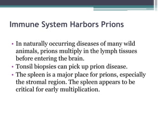 Immune System Harbors Prions
• In naturally occurring diseases of many wild
animals, prions multiply in the lymph tissues
before entering the brain.
• Tonsil biopsies can pick up prion disease.
• The spleen is a major place for prions, especially
the stromal region. The spleen appears to be
critical for early multiplication.
 