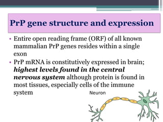PrP gene structure and expression
• Entire open reading frame (ORF) of all known
mammalian PrP genes resides within a single
exon
• PrP mRNA is constitutively expressed in brain;
highest levels found in the central
nervous system although protein is found in
most tissues, especially cells of the immune
system
 