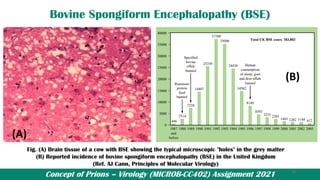 Concept of Prions – Virology (MICROB-CC402) Assignment 2021
Bovine Spongiform Encephalopathy (BSE)
(A)
(B)
Fig. (A) Brain tissue of a cow with BSE showing the typical microscopic "holes" in the grey matter
(B) Reported incidence of bovine spongiform encephalopathy (BSE) in the United Kingdom
(Ref. AJ Cann, Principles of Molecular Virology)
19
 