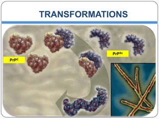 TRANSFORMATIONS

PrPSc
PrPC

 