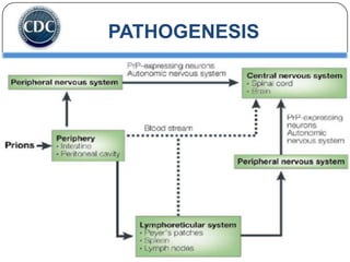 PATHOGENESIS

 