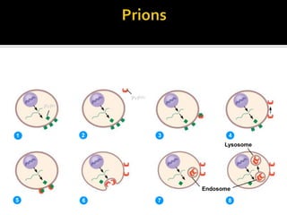 PrPc
PrPSc
1 2 3 4
5 6 7 8
Endosome
Lysosome
 