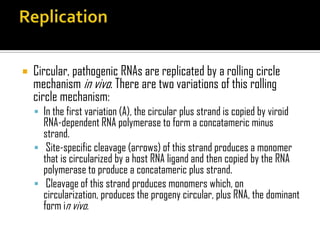  Circular, pathogenic RNAs are replicated by a rolling circle
mechanism in vivo. There are two variations of this rolling
circle mechanism:
 In the first variation (A), the circular plus strand is copied by viroid
RNA-dependent RNA polymerase to form a concatameric minus
strand.
 Site-specific cleavage (arrows) of this strand produces a monomer
that is circularized by a host RNA ligand and then copied by the RNA
polymerase to produce a concatameric plus strand.
 Cleavage of this strand produces monomers which, on
circularization, produces the progeny circular, plus RNA, the dominant
form in vivo.
 