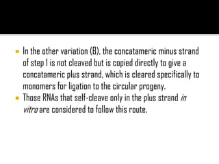  In the other variation (B), the concatameric minus strand
of step 1 is not cleaved but is copied directly to give a
concatameric plus strand, which is cleared specifically to
monomers for ligation to the circular progeny.
 Those RNAs that self-cleave only in the plus strand in
vitro are considered to follow this route.
 