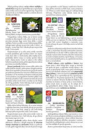 Mladi proletnji izbojci, sočni vrhovi stabljika i            da se upotrebe za jelo. Sušeni i samkveni u brašno
mlado lišće mogu da se upotrebljavaju za spravljanje            daju dobru sirovinu za hleb, kaše, razne poslastice
salata, čorbi, variva i sl. i to bez ogranićenja. Ne postoji    i sl. Prinos je nešto manji nego pri vađenju belog
opasnost da se ova biljka zameni sa nekom sličnom               lokvanja. Proprženo seme takode može da se
škodljivom biljkom.                                             upotrebi kao zamena za kafu.



    51. LOKVANJ                                                    53. LuČAc - Alliaria
—          Nymphaea                                             officinalis,         porodica
alba,         porodica                                          Cruciferae - krstašice
Nymphaeaceae —                                                  (lućica, lućina, češnjača).
lokvanji (lopoč, beli
lokvanj, blatni cvit, lepen, berečna trava, jezerska lilija).      Dvogodišnja zeljasta
                                                                biljka, visoka do 80 cm.
    Višegodišnja vodena biljka, čiji se koren razvija           Donji listovi su joj bubrežastog, a gornji srcastog
u mulju na dnu stajaćih voda, a kroz vodu se sve do             oblika, po ivici su zupčasti. Pri vrhu stabljike nalaze
površine pružaju duge sočne lisne drške i cvetna                se sitni beli cvetovi skupljeni u rastresitu cvast.
stabljika. Listovi su veliki, srcasto-bubrežastog oblika,       Cveta od maja do juna. Cela biljka miriše na beli luk
odozgo sjajni i plivaju na površini vode. Cvetovi su            (češnjak).
krupni, veoma lepi. beli i takode plivaju na površini
vode. Cveta u junu.                                                Javlja se u celoj našoj zemlji, dosta često u lišćarskim,
    Rasprostranjen је u celoj našoj zemlji, naročito            a ređe u mešovitim lišćarsko-četinarskim šumama,
                                                                od nižih brda sve do oko 1200 m nadmorske visine,
u nižim predelima, gde naseljava skoro sve stajaće              katkada i na krševitim mestima obraslim šumarcima,
vode, bare, lokve u močvarama, plića toplija jezera,            na nešto svežijim mestima, ispod žbunja, u živicama,
priobalske delove rećica sa veoma sporim tokom                  po ivicama šumskih puteva, na zapuštenim mestima,
vode i slična mesta. Često se nalazi u vrlo velikoj             često u većoj količini.
količini na jednom mestu, pokrivajući lišćem vodenu
površinu i na nekoliko hektara.                                    Mladi izdanci, vršci stabljika i listovi, koji
                                                                imaju miris i ukus belog luka, mogu se koristiti
    Koren i podanak, koji je veoma veliki, sadrži vrlo          od aprila do juna, a naknadni sočniji izbojci i do
velike količine skroba, zatim tanina i drugih materija.         jeseni, za spravljanje čorbi, variva, pirea od mešanog
Može da se upotrebi za hranu kuvan, pečen ili osušen            povrća, kao dodatak salatama, kao začin popravlja
pa samleven u brašno, kao sirovina za hleb, kaše, razne         ukus jelima, a sitno iseckani kao zamena za beli
poslastice i sl. Na mestima na kojima se lokvanj javlja         luk. Mogu da se upotrebljavaju bez ograničenja i
u većoj količini i na pogodnom staništu (plitka voda            neškodljivi su. Ne postoji opasnost da se ova biljka
ili mesta sa kojih se voda u sušnim mestima ili s jeseni        zameni sa nekom sličnom škodljivom biljkom. Na
povukla), jedan čovek može za jedan čas da iskopa               mestima na kojima se lučac javlja u većoj količini,
do 20 kg podanka. Seme lokvanja, kad se proprži,                jedan čovek može za jedan čas da sakupi do 3
može da služi kao zamena za kafu.                               kg upotrebljivih delova biljke. Seme može da se
                                                                upotrebi kao začin i zamena za slačicu.


   52. žuTI LOK-
VANJ — Numphar
luteum, porodica Nymp-
haeaceae — lokvanji (žuti
lepuh, žuti lopoč, lekuta).                                        54. MOrGruŠA
   Biljka slična belom lokvanju, ali sa nešto sitnijim          — Cakile maritima,
i uglastim listovima, koji takođe plivaju po površini           porodica Cruciferae —
vode. Cvet je žute boje, manji je od cveta belog                krstašice        (morgruša,
lokvanja i pliva na površini vode. Cveta u junu.                morska gorušica).
   Rasprostranjen je po celoj našoj zemlji i raste na              Jednogodišnja zeljasta biljka, која naraste u visinu
sličnim staništima kao i beli lokvanj, ali ga obično            do 30 cm, sa često poleglom stabljikom i medusobno
ima manje nego ove vrste.                                       isprepletenim ograncima i dosta velikim listovima,
   Koren i podanak sadrže dosta skroba, zatim                   dvostruko izdeljenim debelim, mesnatim i sočnim.
dekstroze, saharoze i drugih materija. U sirovom                Lepi beli ili svetloljubičasti cvetovi složeni su u cvast
stanju smatraju se otrovnim. Pošto se pokisele                  na vrhu stabljike ili njenih ogranaka.
u vodi, gube nagorak ukus; kuvani ili pečeni mogu                  Raste u primorskim krajevima, uz samu morsku
 