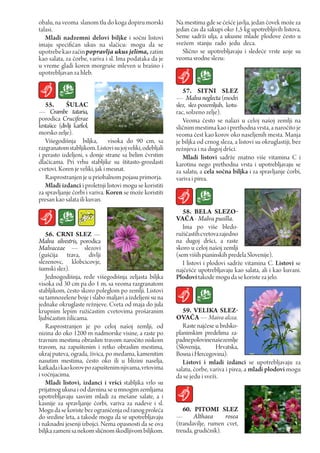 obalu, na veoma slanom tlu do koga dopiru morski           Na mestima gde se ćešće javlja, jedan čovek može za
talasi.                                                    jedan ćas da sakupi oko 1,5 kg upotrebljivih listova.
   Mladi nadzemni delovi biljke i sočni listovi            Seme sadrži ulja, a ukusne mlade plodove često u
imaju specifičan ukus na slačicu: mogu da se               svežem stanju rado jedu deca.
upotrebe kao začin popravlja ukus jelima, zatim               Slično se upotrebljavaju i sledeće vrste које su
kao salata, za čorbe, variva i sl. Ima podataka da je      veoma srodne slezu:
u vreme gladi koren morgruše mleven u brašno i
upotrebljavan za hleb.

                                                              57. SITNI SLEZ
                                                           — Malva neglecta (modri
   55.       ŠuLAc                                         slez, slez-pozemljuh, kotu-
— Crambe tataria,                                          rac, solzeno zelje).
porodica Cruciferae                                           Veoma često se nalazi u celoj našoj zemlji na
krstašice (divlji karfiol,                                 sličnim mestima kao i prethodna vrsta, a naročito je
morsko zelje).                                             veoma čest kao korov oko naseljenih mesta. Manja
   Višegodišnja biljka, visoka do 90 cm, sa                je biljka od crnog sleza, a listovi su okruglastiji, bez
razgranatom stabljikom. Listovi su joj veliki, odebljali   režnjeva i na dugoj dršci.
i perasto izdeljeni, s donje strane sa belim čvrstim          Mladi listovi sadrže znatno više vitamina C i
dlačicama. Pri vrhu stabljike su štitasto-grozdasti        karotina nego prethodna vrsta i upotrebljavaju se
cvetovi. Koren je veliki, jak i mesnat.                    za salatu, a cela sočna biljka i za spravljanje čorbi,
   Rasprostranjen је u priobalnom pojasu primorja.         variva i pirea.
   Mladi izdanci i proletnji listovi mogu se koristiti
za spravljanje čorbi i variva. Koren se može koristiti
presan kao salata ili kuvan.
                                                              58. BELA SLEZO-
                                                           VAČA - Malva pusilla.
                                                              Ima po više bledo-
   56. crNI SLEZ —                                         ružičastih cvetova zajedno
Malva silvestris, porodica                                 na dugoj dršci, a raste
Malvaceae — slezovi                                        skoro u celoj našoj zemlji
(guščija trava, divlji                                     (sem viših pianinskih predela Slovenije).
slezenovc, klobcicovje,                                       I listovi i plodovi sadrže vitamina C. Listovi se
šumski slez).                                              najčešće upotrebljavaju kao salata, ali i kao kuvani.
   Jednogodišnja, ređe višegodišnja zeljasta biljka        Plodovi takode mogu da se koriste za jelo.
visoka od 30 cm pa do 1 m, sa veoma razgranatom
stabljikom, često skoro poleglom po zemlji. Listovi
su tamnozelene boje i slabo maljavi a izdeljeni su na
jednake okruglaste režnjeve. Cveta od maja do jula
krupnim lepim ružićastim cvetovima prošaranim                 59. VELIka SLEZ-
ljubičastim žilicama.                                      OVAČA — Maiva alcea.
   Rasprostranjen je po celoj našoj zemlji, od                Raste najčese u brdsko-
nizina do oko 1200 m nadmorske visine, a raste po          planinskim predelima za-
travnim mestima obraslim travom naročito niskom            padnepolovinenašezemlje
travom, na zapuštenim i retko obraslim mestima,            (Slovenija,      Hrvatska,
ukraj puteva, ograda, živica, po međama, kamenitim         Bosna i Hercegovina).
nasutim mestima, često oko ili u blizini naselja,             Listovi i mladi izdanci se upotrebljavaju za
katkada i kao korov po zapuštenim njivama, vrtovima        salatu, čorbe, variva i pirea, a mladi plodovi mogu
i voćnjacima.                                              da se jedu i sveži.
   Mladi listovi, izdanci i vršci stabljika vrlo su
prijatnog ukusa i od davnina se u mnogim zemljama
upotrebljavaju sasvim mladi za mešane salate, a i
kasnije za spravljanje čorbi, variva za nadeve i sl.
Mogu da se koriste bez ograničenja od ranog proleća           60. pITOMI SLEZ
do sredine leta, a takode mogu da se upotrebljavaju        — Althaea           rosea
i naknadni jesenji izbojci. Nema opasnosti da se ova       (trandavilje, rumen cvet,
biljka zameni sa nekom sličnom škodljivom biljkom.         treuda, grudičnik).
 