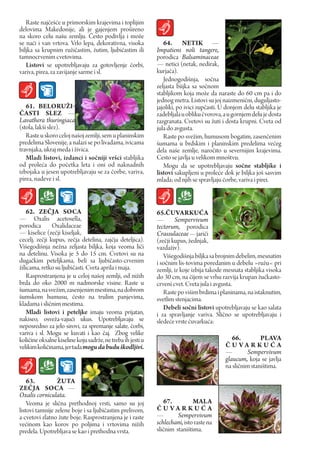 Raste najčešće u primorskim krajevima i toplijim
delovima Makedonije, ali je gajenjem prošireno
na skoro celu našu zemlju. Često podivlja i može
se naći i van vrtova. Vrlo lepa, dekorativna, visoka            64. NETIK —
biljka sa krupnim ružičastim, žutim, ljubičastim ili         Impatiens noli tangere,
tamnocrvenim cvetovima.                                      porodica Balsaminaceae
   Listovi se upotrebljavaju za gotovljenje čorbi,           — netici (netak, nedirak,
variva, pirea, za zavijanje sarme i sl.                      kurjača).
                                                                Jednogodišnja, sočna
                                                             zeljasta biijka sa sočnom
                                                             stabljikom koja može da naraste do 60 cm pa i do
                                                             jednog metra. Listovi su joj naizmenični, duguljasto-
   61. BELOružI-                                             jajoliki, po ivici zupčasti. U donjem delu stabljika je
ČASTI SLEZ —                                                 zadebljala u obliku čvorova, a u gornjem delu je dosta
Lavathera thuringiaca                                        razgranata. Cvetovi su žuti i dosta krupni. Cveta od
(stola, lakši slez).                                         jula do avgusta.
   Raste u skoro celoj našoj zemlji, sem u planinskim           Raste po svežim, humusom bogatim, zasenčenim
predelima Slovenije, a nalazi se po livadama, ivicama        šumama u brdskim i planinskim predelima većeg
travnjaka, ukraj meda i živica.                              dela naše zemlje, naročito u severnijim krajevima.
   Mladi listovi, izdanci i sočniji vršci stabljika          Cesto se javlja u velikom mnoštvu.
od proleća do početka leta i oni od naknadnih                   Mogu da se upotrebljavaju sočne stabljike i
izbojaka u jesen upotrebljavaju se za čorbe, variva,         listovi sakupljeni u proleće dok je biljka još sasvim
pirea, nadeve i sl.                                          mlada; od njih se spravljaju čorbe, variva i pirei.



    62. ZEČJA SOcA                                           65.ČuVArKuĆA
— Oxalis acetosella,                                         —       Sempervivum
porodica       Oxalidaceae                                   tectorum, porodica
— kiselice (zečji kiseljak,                                  Crassulaceae — jariči
cecelj, zečji kupus, zečja detelina, zajčja deteljica).      (zečji kupus, žednjak,
Višegodišnja nežna zeljasta biljka, koja veoma liči          vazdaživ).
na detelinu. Visoka je 5 do 15 cm. Cvetovi su na                Višegodišnja biljka sa brojnim debelim, mesnatim
dugačkim peteljkama, beli sa ljubičasto-crvenim              i sočnim lis-tovima poredanim u debelu »ružu« pri
žilicama, retko su ljubičasti. Cveta aprila i maja.          zemlji, iz koje izbija takode mesnata stabljika visoka
    Rasprostranjena je u celoj našoj zemlji, od nižih        do 30 cm, na čijem se vrhu razvija krupan žućkasto-
brda do oko 2000 m nadmorske visine. Raste u                 crveni cvet. Cveta jula i avgusta.
šumama, na svežim, zasenjenim mestima, na dobrom                Raste po višim brdima i planinama, na istaknutim,
šumskom humusu, ćesto na trulim panjevima,                   svetlim stenjacima.
kladama i sličnim mestima.
                                                                Debeli sočni listovi upotrebljavaju se kao salata
    Mladi listovi i peteljke imaju veoma prijatan,           i za spravljanje variva. Slično se upotrebljavaju i
nakiseo, osveža-vajući ukus. Upotrebljavaju se               sledeće vrste čuvarkuća:
neposredno za jelo sirovi, za spremanje salate, čorbi,
variva i sl. Mogu se kuvati i kao čaj. Zbog velike
količine oksalne kiseline koju sadrže, ne treba ih jesti u                                    66.         pLAVA
velikim količinama, jer tada mogu da budu škodljivi.                                       Č u VA r Ku Ć A
                                                                                           —         Sempervivum
                                                                                           glaucum, koja se javlja
                                                                                           na sličnim staništima.

    63.          žuTA
ZEČJA SOcA —
Oxalis corniculata.
    Veoma je slična prethodnoj vrsti, samo su joj               67.          MALA
listovi tamnije zelene boje i sa ljubičastim prelivom,       Č u VA r Ku Ć A
a cvetovi zlatno žute boje. Rasprostranjena je i raste       —        Sempervivum
većinom kao korov po poljima i vrtovima nižih                schlechani, isto raste na
predela. Upotrebljava se kao i prethodna vrsta.              sličnim staništima.
 