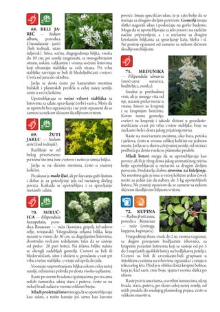 povrće. Imaju specifičan ukus, te je zato bolje da se
                                                           mešaju sa drugim divljim povrćem. Gomolji imaju
                                                           slatko-nagorak ukus i podsećaju na gorke bademe.
    68. BELI JA-                                           Mogu da se upotrebljavaju za jelo presni i na različite
rIČ — Sedum                                                načine pripremljeni, a i u mešavini sa drugim
album,       porodica                                      krtolastim biljkama za spravljanje kaša, hleba i sl.
Crassulaceae - jariči                                      Ne postoji opasnost od zamene sa nekom sličnom
(beli žednjak, sitan                                       škodljivom biljkom.
šuljevak). Sitna, sočna, dugogodišnja biljka, visoka
do 10 cm, pri zemlji razgranata, sa mnogobrojnim
sitnim, uskim, valjkastim i veoma sočnim listovima
koji obrastaju stabljiku sa svih strana. Pri vrhu
stabljike razvijaju se beli ili bledoljubičasti cvetovi.       71. MEduNIka
Cveta od juna do oktobra.                                  — Filipendula ulmaria
    Javlja se dosta često po kamenitim mestima             (močvarna           suručica,
brdskih i planinskih predela u celoj našoj zemlji,         buditeljica, osinka).
često u većoj količini.                                        Srodna je prethodnoj
    Upotrebljavaju se sočni vrhovi stabljika sa            vrsti, ali je mnogo viša od
listovima za salate, spravljanje čorbi i variva. Može da   nje, naraste preko metar u
se upotrebi bez ograničenja i ne preti opasnost da se      visinu, listovi su krupniji
zameni sa nekom sličnom škodljivom vrstom.                 i sa krupnijim listićima;
                                                           Koren nema gomolja;
                                                           cvetovi su krupniji i takode složeni u grozdasto-
                                                           metličastu cvast pri vrhu cvetne stabljike, boje su
                                                           žućkasto-bele i dosta jakog prijatnog mirisa.
   69.        žuTI                                             Raste na močvarnim mestima, oko bara, potoka
JArLc — Sedum                                              i jarkova, često u veoma velikoj količini na jednom
acre (žud žednjak).                                        mestu. Javlja se u skoro celoj našoj zemlji, od nizina i
   Razlikuje se od                                         podbrđa pa dosta visoko u planinske predele.
belog prvenstveno                                              Mladi listovi mogu da se upotrebljavaju kao
po tome što ima žute cvetove i nešto je sitnija biljka.    povrće, ali ih je zbog dosta jakog aromatičnog mirisa
   Javlja se na sličnim mestima, često u znatnoj           bolje upotrebljavati u mešavini sa drugim divljim
količini.                                                  povrcem. Predstavlja dobru sirovinu za kišeljenje.
   Po ukusu je malo ljut, ali pri kuvanju gubi ljutinu     Na mestima gde je ima u većoj količini jedan čovek
i dobar je za gotovljenje jela od mešanog divljeg          može za jedan čas da nabere do 3 kg upotrebljivih
povrća. Katkada se upotrebljava i za spravljanje           listova. Ne postoji opasnost da se zamene sa nekom
mešanih salata.                                            sličnom škodljivom biljnom vrstom.



   70. SuruČ-                                                  72. KupINA
IcA — Filipendula                                          — Rubus fruticosus,
hexapetala, poro-                                          porodica Rosaceae
dica Rosaceae — ruža (končara, gripelj, žel-udovo          — ruže (ostruga,
zelje, svinjurak). Višegodišnja zeljasta biljka, koja      kupjena, kupinjaća).
naraste u visinu do 30 cm, sa duguljastim listovima,           Višegodišnji žbun, visok do 2 m, veoma razgranat,
dvostruko reckasto izdeljenim, tako da se sastoje          sa dugim povijenim bodljastim šibovima, sa
od preko 20 pari hstića. Na žilama biljke nalaze           krupnim perastim listovima koji se sastoje od po 3
se okrugli zadebljali gomolji. Cvetovi su beli ili         do 5 zupčastih jajohkih listića na bodljikavoj peteljci.
bledoružičasti, sitni i složeni u grozdastu cvast pri      Cvetovi su beli ili crvenkasto-beli grupisani u
vrhu cvetne stabljike; cvetaju od aprila do jula.          štitolikim cvastima na vrhovima ogranaka i cvetaju u
   Veoma je rasprostranjena biljka u skoro celoj našoj     toku celog leta. Plod je u obliku dosta krupne bobice,
zemlji, od nizina i pobrđa po dosta visoko u planine.      koja je, kad sazri, crne boje, sjajna i veoma slatka po
   Raste po suvim livadama i pašnjacima, po ivicama        ukusu.
retkih šumaraka, ukraj staza i puteva; često se na             Raste po ivicama šuma, u svetlim šumarcima, ukraj
nekoj livadi nalazi u veoma velikom broju.                 livada, staza, puteva, po skoro celoj našoj zemlji, od
   Mladi proletnji listovi mogu da se upotrebljavaju       nižih predela do srednjeg planinskog pojasa, ćesto u
kao salata, a nešto kasnije još samo kao kuvano            velikom mnoštvu.
 