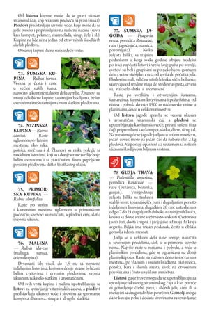 Od listova kupine može da se pravi ukusan
vitaminski čaj, koji po aromi podseća na pravi (ruski).
Plodovi predstavljaju izvrsno voće, koje može da se
jede presno i pripremljeno na različite načine (suvo,           77. ŠuMSka JA-
kao kompot, pekmez, marmelada, sirup, žele i sl.).           GOdA — Fragaria
Kupine ne liče ni na jedan od otrovnih ili škodljivih        vesca, porodica Rosaceae,
divljih plodova.                                             ruže (jagodnjača, mamica,
   Običnoj kupini slične su i sledeće vrste:                 pozemljuša).          Niska
                                                             zeljasta biljka, sa trajnim
                                                             podankom iz koga svake godine izbijaju trodelni
                                                             po ivici zupčasti listovi i vreže koje pužu po zemlji;
                                                             cvetovi su beli i grupisani su po nekohko u gornjem
  73. ŠuMSka Ku-                                             delu cvetne stabljike; cveta od aprila do početka jula.
pINA — Rubus hirtus.                                         Plodovi su mali, veličine sitnih lešnika, slični bobama;
Veoma je česta i raste                                       sazrevaju od sredine maja do sredine avgusta, crveni
u većini naših šuma,                                         su, nakiselo-slatki i aromatični.
naročito u kontinentalnom delu zemlje. Žbunovi su               Raste po svetlijim i otvorenijim šumama,
manji od obične kupine, sa sitnijim bodljama, belim          šumarcima, šumskim krčevinama i požarištima, od
cvetovima i nešto sitnijim crnim slatkim plodovima.          nizina i pobrda do oko 1500 m nadmorske visine u
                                                             planinama, često u velikom mnoštvu.
                                                                Od listova jagode spravlja se veoma ukusan
                                                             i aromatičan vitaminski čaj, a plodovi se
   74. NIZINSka                                              upotrebljavaju kao šumsko voće, presni, sušeni (i za
KupINA — Rubus                                               čaj), pripremljeni kao kompot, slatko, džem, sirup i sl.
caesius.        Raste                                        Na mestima gde se jagode javljaju u većem mnoštvu,
uglavnom po vlažnim                                          jedan čovek može za jedan čas da nabere oko 2 kg
mestima, oko reka,                                           plodova. Ne postoji opasnost da se zameni sa nekom
potoka, močvara i sl. Žbunovi su niski, polegli, sa          sličnom škodljivom biljnom vrstom.
trodelnim listovima, koji su s donje strane svetlije boje,
belim cvetovima i sa plavičastim, finim pepeljkom
posutim plodovima slatko-kiselkastog ukusa.
                                                                78 GuSJA TraVA
                                                             — Potvntilla anserina,
                                                             porodica Rosaceae —
   75. prIMOr-                                               ruže (bežanica, bezanka,
Ska KupINA —                                                 gusjak).      Višegodišnja
Rubus ulmifolius.                                            zeljasta biljka sa tankom
                                                             stablji-kom, koja najčešće puzi, i duguljastim perasto
   Raste po suvim                                            izdeljenim listovima, dugačkim 20 cm, sastavljenim
i kamenitim mestima uglavnom u primorskom                    od po 7 do 21 duguljastih duboko nazubljenih listića,
području; cvetovi su ružičasti, a plodovi crni, slatki       koji su sa donje strane srebrnasto-sivkasti. Cvetovi su
i veoma ukusni.
                                                             jasno žuti, dosta krupni, a javljaju se od maja do kraja
                                                             avgusta. Biljka ima trajan podanak, često u obliku
                                                             gomolja i dosta mesnat.
                                                                Javlja se u velikom delu naše zemlje, naročito
   76. MALINA                                                u severnijim predelima, dok je u primorju uopšte
— Rubus ida-eus                                              nema. Najviše raste u nizijama i pobrdu, a ređe u
(maljuga, sunica,                                            planinskim predelima, gde se ograničava na donji
črlena kupina).                                              planinski pojas. Raste na vlažnim, često i močvarnim
   Drvenasti šib, visok do 1,5 m, sa neparno                 mestima, po vlažnim i svežim livadama, oko rečica,
izdeljenim listovima, koji su s donje strane beličasti,      potoka, bara i sličnih mesta, uvek na otvorenim
belim cvetovima i crvenim plodovima, veoma                   površinama i često u velikom mnoštvu.
ukusnim, nakiselo-slatkim i aromatičnim.                        Listovi gusje trave mogu da se upotrebljavaju za
   Od svih vrsta kupina i malina upotrebljavaju se           spravljanje ukusnog vitaminskog čaja i kao povrće
listovi za spravljanje vitaminskih čajeva, a plodovi         za gotovljenje čorbi, pirea, i sličnih jela, sami ili u
predstavljaju ukusno voće i sirovinu za spremanje            mešavini sa drugim divljim povrćem. Gomolji mogu
kompota, džemova, sirupa i drugih slatkiša.                  da se kuvaju, peku i dodaju sirovinama za spravljanje
 