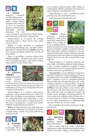 ali su joj grane povijene prema zemlji. Bobice su
                                                           nešto krupnije od bobica prethodne vrste i kad sazru
                                                           slične su boje kao i kod prethodne vrste.
   4.     KLEka           —                                   Rasprostranjena је samo u priobalnom pojasu
Juniperus         communis                                 primorja, ali je ređa od prethodne vrste.
porodica Cupressaceae —                                       Upotreba je kao i kod prethodne vrste.
čempresi (borovica, venja,
smreka, brinam, brinje).
Četinarski žbun visok 0,5
do oko 3 m, nepravilno
razgranat, sa oštrim i uskim
zimzelenim         listovima
(četinama). Vrlo sitni
cvetovi razvijaju se u pazuhu listova. Plod je bobica,         7. BrEZA — Betula
koja sazreva u jesen i plavičasto-crnkaste je boje.        verrucosa,         porodica
   Rasprostranjena je od pobrđa do srednjeg                Betulaceae — breze (bela
planinskog pojasa u skoro čitavoj našoj zemlji,            breza, briza, žalosna breza,
izuzev primorja.                                           jadika). Drvo visoko do
   Četine se mogu upotrebiti za spravljanje                25 m, sa glatkom belom
aromatičnog vitaminskog čaja, a isto tako i bobice,        pokožicom preko kore, koja se ljuska i lako odvaja;
koje sadrže i izvesne količine šećera. Bobice se koriste   grančice su joj tanke, savitljive, crvenkastomrke boje;
i kao začin pri spravljanju različitih jela, naročito od   listovi nisu veliki, zaobljeno trouglasti su a po ivici
mesa divljači.                                             zupčasti. Žućkastomrki cvetovi razvijaju se u proleće,
                                                           istovremeno sa listovima. Muške rese mogu da budu
   Slično se upotrebljava i podvrsta obične kleke          dugačke do 10 cm i više, dok su ženske kraće i stoje
polegla kleka — Juniperus nana која је znatno              uspravno.
niža i sa poleglim granama, a raste iznad visinskog
pojasa u kome se javlja obična kleka.                          Rasprostranjena је u šumskom području cele
                                                           naše zemlje, od brdskih predela do visokih planina,
                                                           a raste na suvljem, peskovitom zemljištu u retkim
                                                           svetlim šumama, na ivici šuma, proređenim šumskim
                                                           mestima, krčevinama, požarištima i sl.
   5. crVENA                                                   Lisni pupoljci i sasvim mladi listovi mogu da se
SMrEka             —                                       upotrebe u mešavini sa drugim divljim povrćem za
Juniperus oxycedrus                                        spravljanje čorbi, variva i pirea. Stariji listovi postaju
(šmrika, smrčika,                                          gorki i neprijatni za јеlо. U vanrednim prilikama
crvena       borovica,                                     rese se u toku zime i ranog proleća beru, suše, melju
morska borovica). Žbun ili omanje drvo do 5-6 m            i mešaju sa brašnom za mešenje hleba, a mogu da
visine sa kosim naviše usmerenim granama. Slična je        se i proprže kao zamena za kafu. Kad se u mladim
predhodnoj vrsti ali је veća i sa krupnijim bobicama       stablima izvrti rupa, dobija se sok (narodni naziv
crvenkasto-mrkaste boje.                                   buza ili musa), koji sadrži šećera i brezovo eteričnо
   Rasprostranjena je u čitavom sredozemnom                ulje, i može da se pije svež, ukuvan kao sirup i na
području, a zalazi i u kopneni deo naše zemlje u sve       različite načine spremljen. Od jednog stabla zа 48
delove koji se odlikuju većom toplotom i sušnošću          časova može da se dobije prosečno 4,5 litara soka, a
(tzv. submediteranske oaze) dospevajući u visine           za celu sezonu oko 170 litara. Po nekim podacima,
do oko 800 m nad morem. U našem primorju je                u vreme gladi upotrebljavana je i brezova kora
vrlo česta na kamenjarima, u makiji (primorskom            mlevena u brašno kao sirovina za hleb.
šibljaku) i na degradiranim površinama.                        Sličnu upotrebu, ali u znatno manjoj meri, imaju i
   Bobice se mogu koristiti presne, mada im je ukus        sledeće vrste:
malo prejako aromatičan na terpentin, ili kuvane
u vodi ili mleku, a takođe i kao začin različitih jela,
naročito mesnih.
                                                              8.      MALJAVA
                                                           BrEZA            Веtula
                                                           pubescens (puhasta
   6. puKINJA                                              breza, breza cretuša).
—         Juniperus                                           Raste u većem delu naše zemlje u planinskim
macrocarpa. Slična                                         krajevima, po svežim i vlažnim šumama i na močvarnim
je prethodnoj vrsti,                                       mestima (tresavama). Manja je od prethodne vrste.
 