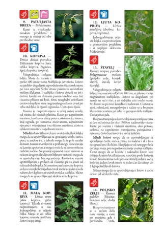 9. pATuLJASTA                                                 12. LJuTA KO-
BrEZA — Betula nana.                                         prIVA — Urtica
  Raste u visokopla-                                         piiulifera (drobna ko-
ninskim predelima i                                          priva, veprima).
mnogo je manja od obe                                           Jednogodišnja је zelja-
prethodne vrste.                                             sta biljka, rasprostranjena
                                                             u primorskim predelima
                                                             i u toplijim delovima
                                                             Makedonije.
    10. KOprIVA —
Urtica dioica, porodica
Urticaceae - koprive (žara,
velika kopriva, žegavica,                                       13. ŠTAVELJ —
žgoča kopriva, kropiva).                                     Rumex crispus, porodica
    Višegodišnja zeljasta                                    Polygonaceae — troskoti
biljka. Može da naraste i                                    (poljsko zelje, konjski
preko 100 cm u visinu. Stabljika je četvrtasta. Listovi      štavelj, štavalj, šavije,
su jajoliko-duguljasti, sa produženim šiljastim krajem,      šćavelj).
po ivici zupčasti. S obe strane pokriveni su kratkim            Višegodišnja je zeljasta
mekim dlakama. I stabljika i listovi obrasli su još i        biljka, koja naraste od 50 do 100 cm, sa jakom, slabije
dužim, lomljivim dlakama punim kiseline која žari            razgranatom stabljikom. Listovi su duguljasti, pri
i izaziva plikove na koži. Sitni, neugledni zelenkasti       zemlji su veći i širi, a uz stabljiku uži i malo manji.
cvetovi skupljeni su u razgranatu grozdastu cvast pri        Svi listovi su po ivici kovrdžavo naborani. Cvetovi su
vrhu stabljike ili njenih ogranaka. Cveta juna i jula.       sitni, zelenkasti, mnogobrojni i nalaze se u brojnim
    Veoma je rasprostranjena u celoj našoj zemlji,           klasastim cvastima pri vrhu i u gornjem delu stabljike.
od nizina do visokih planina. Raste po zapuštenim            Cveta juna i jula.
mestima, kao korov ukraj puteva, oko naselja, torova,           Rasprostranjen je u skoro celoj našoj zemlji i veoma
kraj ograda, po šumama, močvarama, zapuštenim                је čest od nizina do oko 1500 m nadmorske visine.
njivama i voćnjacima i na sličnim mestima, često u           Raste po svežim i vlažnim mestima, oko potoka,
velikom mnoštvu na jednom mestu.                             jarkova, na zapuštenim travnjacima, pašnjacima i
    Mladi izdanci i listovi, kao i ovršci mladih stabljika   njivama, često kao korov i u većoj količini.
mogu da se upotrebljavaju za spravijanje čorbi, variva,         Mladi listovi mogu da se upotrebljavaju za
pirea, za nadeve i sl., a takode mogu da se prže na ulju     spravljanje čorbi, variva, pirea, za nadeve i sl. i to u
ili masti. Isušeni i samleveni u prah mogu da se čuvaju      neograničeno) količini. Skupljaju se od ranog proleća
za kasniju upotrebu, a mogu i sveži da se konzervišu na      do kraja maja, pre nego što se razvije cvetna stabljika.
različite načine. Ne postoji opasnost da se zamene sa        Često mogu da se koriste i naknadni listovi koji
nekom drugom škodljivom biljnom vrstom i mogu da             izbijaju krajem leta ili u jesen, naročito posle košenja
se upotrebijavaju bez ograničenja. Listovi se najviše        livade. Na mestima na kojima se štavelj javlja u većoj
upotrebljavaju u proleće, аli i kasnije, pa i u jesen od     količini, jedan čovek može za jedan čas da sakupi do
naknadnih izbojaka. Na mestima na kojima se kopriva          2 kg upotrebljivih listova.
javlja u većoj količini jedan čovek može za jedan čas da        Slično mogu da se upotrebljavaju i listovi i sočni
nabere do 4 kg listova i sočnih ovršaka stabljike. Slično    delovi od sledećih vrsta:
mogu da se upotrebljavaju i sledeće vrste kopriva:


                                                                14. pOLJSKO
    11. MALA KOp-                                            ZELJE — Rumех
rIVA — Urtica urens                                          pulcher (bljuštur,
(sitna kopriva, grčka                                        livadsko zelje, divlja
kopriva). Takođe је veoma                                    blitva).
rasprostranjena u nas.                                          Rasprostranjeno
Jednogodišnja је zeljasta                                    je u većem delu
biljka. Manja je od velike                                   naše zemlje, a raste
koprive, a naraste do 60 cm.                                 po mestima gde i
Listovi su joj sitniji.                                      prethodna       vrsta.
 