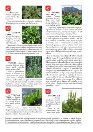 15. ŠTAVLJE —                                                  19. pLANIN-
Rumex sanguineus                                              SKO ZELJE —
(divlji štavelj, stag-                                        Rumex         alpinus
lina, ščav).                                                  (planinska kiselica,
   Rasprostranjeno je u skoro celoj našoj zemlji i na         alpsko zelje, alpski
sličnim staništima na kojima i prethodne vrste.               štavelj, pluštur, ra-
                                                              vent, staglina, ravet).
                                                                  Višegodišnja zeljasta biljka sa snažnom stabljikom,
                                                              koja može da naraste i do 2 m u visinu. Prizemni
   16. KONJSKI                                                listovi su veoma veliki, a mogu biti dugački i do 50
ŠTAVELJ              —                                        cm i veoma široki, zaobljeno-srcastog oblika.
Rumex obtusifolius                                                Rasprostranjeno je skoro u celoj našoj zemlji, i
(konjštak, trava od                                           to samo u planinskim predelima od oko 1300 do
konjštaka, konjsko                                            blizu 2500 m nadmorske visine. Raste naročito
zelje, uličnjak).                                             na mestima kuda se kreće ili zadržava stoka, oko
   Naraste i do 120 cm u visinu. Listovi su pri zemlji        planinskih pašnjaka, torova, katuna, zatim oko
veliki i često pri dnu crvenkasti i na dužim peteljkama.      planinskih potoka i po drugim planinskim vlažnim
Veoma je rasprostranjen skoro u celoj našoj zemlji, od        mestima, često u veoma velikoj količini, pokrivajući
nizina pa sve do blizu 2000 m nadmorske visine. Raste         katkad u neprekidnom ćilimu površinu od po više
na sličnim staništima na kojima i prerhodne vrste.            hektara.
                                                                  Sasvim mladi, još pomalo žućkasti listovi i mladi
                                                              izdanci mogu da se upotrebljavaju za spremanje
                                                              mešanih salata, za čorbe, variva, pirea, nadeve i sl.
   17. ZELJE — Rumex                                          Takode mogu da se kisele kao kupus i da se ostavIjaju
patientia (pitomo zelje,                                      za zimu. Beru se od ranog proleća i u toku celog leta
pitomi štavelj, engleski                                      sve do kasne jeseni, budući da za sve to vreme izbijaju
spanać, srpsko zelje).                                        naknadni mladi listovi. Mogu da se upotrebljavaju
   Slično je prethodnim                                       bez ograničenja. Stariji listovi su kruti i nagorki. Na
vrstama, ali je znatno veće                                   mestima na kojima se biljka javlja u velikoj količini
i može da naraste i preko                                     jedan čovek može u proleće za jedan čas da nabere
2 m u visinu, a stabljika                                     5 kg upotrebljivih listova i izdanaka. U leto i u jesen
može da bude debela kao prst. Rasprostranjeno                 skupljanje ide sporije, pošto moraju da se odaberu
је u većem delu naše zemlje, naročito u južnijim              samo najmiadi listovi. Koren sadrži skroba, nešto
predelima, a raste po poljima i svežijim, pa čak i po         šećera, tanina i drugih materija. Može da se kuva i
vlažnim mestima, često u blizini naselja.                     upotrebljava za jelo.



   18. VOdENO                                                    20. ŠČAVLIka
ZELJE — Rumех                                                 —              Rumex
hydrolapathum                                                 aquaticus (veliki
— (vodeni štavelj,                                            štav, vodeni štavalj,
rečni štavelj, vodeni                                         konjski štir, šmrkavc,
konjštak).                                                    štavolj).
   Vrlo je visoka i snažna močvarna biljka.                      Dosta je ras-
Rasprostranjena je u većem delu naše zemlje, a raste          prostranjena u nas,
po veoma vlažnim i močvarnim mestima, barama,                 a raste ukraj voda.
stajaćim vodama i sličnim mestima.

 Pažnja! Sve vrste naših zelja upotrebljive su za jelo i ne postoji opasnost da se zamene sa nekom drugom
 škodljivom vrstom. Jedina nepovoljnost je u tome što neke vrste ranije, a neke kasnije postaju nagorke ili gorke.
 Zato treba brati što mlade listove i izbojke, ali imati na umu da je gorčina zelja samo neprijatna, a ne i škodljiva.
 