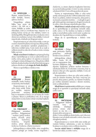 člankovita, sa sitnim eliptično-kopljastim listovima
                                                              na sasvim kratkoj peteljci. Cvetovi su sitni, ružičasti,
                                                              zelenkasti ili beli. Cveta od kraja proleća do jeseni.
   21. KISELJAK —                                                Veoma je rasprostranjena biljka u celoj našoj
Rumex acetosa (kiselica,                                      zemlji, od nizina pa do oko 1200 m nadmorske visine.
veliki kiseljak, kisavec,                                     Raste na poljima, niskim travnjacima, ukraj puteva,
ajdovec, kiselca).                                            na stazama, na pustim mestima — svuda gde se gazi i
   Višegodišnja zeljasta                                      gde stalno gaženje onemogućava drugim travama da
biljka, koja može da                                          se održe; često obrazuje neprekidni gust ćilim.
naraste i do 100 cm u                                            Mladi listovi i mladi sočniji vršci stabljika mogu
visinu. Stabiljka je uzduž                                    da se upotrebljavaju za spremanje mešanih salata,
izbrazdana, često je crvenkaste boje. Najčešće se iz          čorbi, variva i sl. Na mestima na kojima se troskot
jednog korena razvija po više stabijika. Listovi su           javlja u većoj količini, jedan čovek može za jedan čas
strelastog oblika. Mnogobrojni sitni crvenkasti cvetovi       da nabere do 1 kg sitnih listova i ovršaka stabljika.
složeni su u metlastu cvast pri vrhu stabljike. Cveta od         Mogu da se upotrebljavaju i sledeće vrste
maja do jula, a katkada i po drugi put u jesen.               troskota:
   Rasprostranjen je po celoj našoj zemlji, a raste po
svežim i vlažnim livadama i travnjacima, blizu potoka,
po retkim zatravljenim šumskim proplancima i
rubovima svetlijih šuma. Često može da se nađe u
velikom mnoštvu, tako da se livada u vreme cvetanja              24. LISAc — Polygo-
biljke zacrveni.                                              num persicaria (ljutača,
                                                              praskvinac,      andreselj,
   Mladi sočni listovi i izdanci su prijatnog kiselog         broskova trava, koštren).
ukusa. Upotrebljavaju se sveži za salatu ili kuvani za
čorbu, variva, pirea, nadeve i sl. najčešće u mešavini           Jednogodišnja zeljasta
sa drugim vrstama divljeg povrća. Zbog dosta velikih          biljka, visoka 50—80
količina oksalne kiseline, ne treba ih koristiti mnogo u      cm, sa razgranatom član-
jednom obroku jer tada mogu da budu škodljivi.                kovitom stabljikom, dug-
                                                              uljastim, kopljastim, prilično širokim listovima i
   Slično se upotrebljava i sledeća vrsta:                    zelenkasto-belim ili crvenkastim cvetovima, koji su
                                                              složeni u klas pri vrhu ogranaka stabljike. Cveta od
                                                              jula do septembra.
                                                                 Rasprostranjen je skoro po celoj našoj zemlji, a
   22.                 MALI                                   raste po vlažnim mestima, oko bara i močvara, po
KISELJAK — Rumех                                              jarcima ukraj puteva, potoka, na vlažnim livadama,
acetosella (mala kiselica,                                    po svethm nizinskim šumama i sličnim mestima,
ovčiji kiselj, sitni kiseljak).                               često u velikoj količini.
   Rasprostranjen je po                                          Mladi listovi i sočni ovršci stabljika pre cvetanja
celoj našoj zemlji. Raste                                     mogu da se upotrebe za spravljanje mešanih salata,
po suvljim, najčešće                                          čorbi i variva.
peskovitim           mestima,
koja su siromašna u kreču, i to od nizina do visoko
u planine. Sličan je prethodnoj vrsti, ali је mnogo
manji, listovi su mu znatno sitniji i izrazitije kopljasti.
                                                                 25.      SrČENJAK
                                                              — Polygonum bistorta
                                                              (srčanik,     trava      od
                                                              srdobolje,       želudnjak,
   23. TrOSKOT —                                              jermen, srčano zelje).
Polygonum aviculare,                                          Listovi su mu širi, a u
porodica Polygonaceae                                         donjem delu sužavaju se u
- troskoti (ptičji troskot,                                   dršku. Cvetna stabljika je dosta široka, a pri vrhu nosi
troska, dvornik, ptičji                                       klasastu cvast od sitnih ružičastih cvetova. Ima oveći
dvornik,       kameničac,                                     okruglasti podanak.
troskovac,        krupnik,                                       Rasprostranjen је u većem delu naše zemlje, po
molava, ptičji dresen,                                        visokim brdima i planinama, a raste na vlažnim
treskovac, truskavac, crljena rusomača).                      livadama i u uvalama, često u velikom mnoštvu.
   Jednogodišnja je zeljasta biljka, sitna, neugledna,           Sasvim mladi listovi i stabljike mogu da se
najčešće polegla po zemlji, veoma razgranata i                koriste kao salata, za čorbe i variva.
 