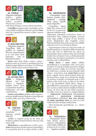 26. pAprac —                                            30. BraŠNJENIK
Polygonum hydropiper                                    — Chenopodium bonus
(paprica,        papreni                                henricus, porodica Chen-
lisac, vodena biberka,                                  opodiaceae — pepeljuge
vodena        pa-prika).                                (divIji spanać, ciganski
Sličan je liscu, samo je                                spanać, dragi jurko).
malo sitniji od njega, a raste na sličnim staništima.      Višegodišnja zeljasta
   Cela biljka ima papren ukus. Upotrebljava se kao     biljka, koja naraste od 50
začin i dodaje se salatama, čorbama i varivima. Seme    do 80 cm, sa uspravnom
može da se upotrebi kao zamena za biber i zamena        uglastom stabljikom malo
za papriku.                                             razgranatom, pokatakad crvenkastom. Listovi su
                                                        tamnozelene boje, kopljasto-trouglasti, prizemni
                                                        imaju duge peteljke, a gornji su kao brašnom
                                                        posuti. Mnogobrojni sitni neugledni cvetovi
                                                        beličastozelenkaste boje složeni su pri vrhu stabljike
    27. MALI SrČANIK                                    u klasastu cvast. Cveta od maja do oktobra.
— Polygonum viviparum,
Višegodišnja biljka sa                                     Rasprostranjen je skoro po celoj našoj zemlji, od
jajolikim ili kopljastim                                brdskih predela pa sve do preko 2000 m nadmorske
listovima. Rasprostranjena                              visine, gde raste na đubrevitom tlu, najviše na
је na svim našim većim                                  mestima gde se kreće i zadržava stoka, oko stočarskih
planinama,       raste na                               letnjih stanova (katuna), torova, u okolini planinskih
planinskim livadama.                                    naselja, staja, oko plotova, pored puteva i na sličnim
                                                        mestima, često u velikoj količini.
    Koren sadrži dosta skroba i tanina i osušen i
samleven može da se koristi za spravljanje kaša, kao       Mladi listovi i sočni ovršci srabljika
dodatak drugim hlebnim sirovinama i sl. Od korena       upotrebljavaju se za spravljanje čorbi, variva, pirea,
se kuva i ukusan čaj kao zamena ruskom čaju.            za nadeve i sl. sami ili, još bolje, pomešani sa drugim
                                                        divljim povrćem. Mogu da se koriste od proleća
                                                        do sredine leta, a i kasnije, ali samo naknadni mladi
                                                        izbojci i sočni listovi, inače stariji listovi postaju
                                                        grubi i nagorki. Sasvim mladi proletnji izbojci pre
   28. ALpSKI SrČE-                                     razvijanja listova mogu da se prirede kao špargla.
NJAK — Polygonum                                        Na mestima na kojima se brašnjenik javlja u većoj
alpinum. Ima bele                                       količini, jedan čovek može za jedan čas da nabere
cvetove i duguljasto-                                   do 5 kg upotrebljivih biljnih delova. Mogu se
kopljaste listove. Raste                                upotrebljavati bez ograničenja. Ne postoji opasnost
na planinskim livadama i                                da se zameni sa nekom sličnom škodljivom biljnom
kamenjarima svih naših                                  vrstom, ali berač koji još nije dobar poznavalac
visokih planina.                                        ove biljke, može da je zameni sa srodnim biljkama
   Listovi i sočni delovi stabljike sadrže vitamin C,   — smrdljivom pepeljugom (Chenopodium
proteina i drugih materija. Mogu da se upotrebljavaju   vulvaria)        i    srcolisnom pepeljugom
za salatu, čorbe, variva i kao zamena za čaj.           (Chenopodium hybridum), koje nisu otrovne,
                                                        ali imaju neprijatan miris, po čemu ih je lako
                                                        razlikovati kad se rastrljaju među prstima.
                                                           Slično brašnjeniku upotrebljavaju se i sledeće
   29. VIJuŠAc                                          srodne vrste:
—         Polygonum
convolvulus      —
(papunac, petešak,
čukunda).                                                  31. pEpELJuGA
   Stabljika se najčešće povija po tlu. Raste po        — Chenopodium alhum
livadama i poljima. Rasprostranjen је skoro po celoj    (bela loboda, jurjevac,
našoj zemlji.                                           smukavc). Jednogodišnja
   Mladi listovi se upotrebljavaju za čorbe i variva.   zeljasta biljka. Stabljika јој
Seme sadrži proteine, skroba i masnoće i upotrebljava   je uspravna, do 1 m visoka,
se za spremanje kaša ili se melje u brašno za hleb.     sa duguljasto-jajolikim
 