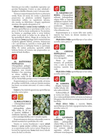 listovima po ivici retko i nejednako zupčastim i po
površini brašnjastim. Cvetovi su sitni, zelenkasti i
skupljeni u štitolike i klasaste cvasti. Cveta juna i jula.
    Veoma je rasprostranjena kao korov u celoj našoj             34. GradSka LO-
zemlji. Raste od nizina do visoko u planinskim                BOdA — Chenopodium
pojasevima na plodnom zemljištu bogatom                       urbicum. Jednogodišnja
mineralnim solima, na zapuštenim njivama,                     zeljasta biljka sa sjajnom
oko naselja, na đubrištima i drugim zapuštenim                stabljikom visokom 30 do
mestima, oko ograda, ukraj puteva i sl.                       50 cm i trouglastim, ređe
    Mladi listovi i sočni ovršci stabIjike su od              rombičnim         listovima.
davnina upotrebljavani za spravljanje čorbi, variva,          Sitni cvetovi složeni su pri
pirea i sl. Kad su stariji, neukusniji su. Na mestima         vrhu u klasastu cvast.
na kojima se pepeljuga javlja u većoj količini,                  Rasprostranjena је u većem delu naše zemlje,
jedan čovek može za jedan čas da sakupi do 3                  najčešće kao korov, na sličnim mestima kao i
kg upotrebljivih delova. Mogu da se koriste bez               prethodna vrsta.
ograničenja. Seme pepeljuge sadrži znatnu količinu               Mladi delovi biljke upotrebljavaju se kao salata,
svarljivih ugljenih hidrata, proteina, belančevina            za čorbe, variva, pirea i sl.
i dr. i od davnina je, naročito u vreme gladi, bilo
upotrebljavano za dobijanje brašna za spremanje
hleba. Po nekim podacima, upotreba velikih
količina brašna od semena nije preporućljiva jer
može da bude škodljiva.                                          35.         crVENA
                                                              pEpELJuGA                 —
                                                              Chenopodium rubrum
                                                              (svra-čiјe jagode).
                                                                 Manje je raspro-
   32. BAŠTENSka                                              stranjena od prethodne
pEpELJuGA                 —                                   vrste, a raste na slićnim
Chenopodium polysper-                                         mestima, naročito kraj
mum. Listovi su joj jajoliki,
duguljasti, nisu izrazito                                     vode.
brašnjavi i bez naročitog                                        Mladi delovi biljke upotrebljavaju se kao salata,
su mirisa, stabljika је                                       za čorbe, variva i pirea.
razgranata, visoka 30 do
50 cm. Starija biljka postaje crvena. Cveta juna i jula.
   Rasprostranjena je u celoj našoj zemlji, od nizina
do srednje visokih brda, a raste po vlažnim mestima              36. LOBOdA
kao korov, na rečnim ostrvcima i sl. često u velikoj          - Atriplex hortensis
količini.                                                     (velika loboda, lob-
   Listovi se bez ikakvih ograničenja upotrebljavaju          uda, rudeča loboda).
za čorbe, variva i pirea.                                        Kulturna biljka, ali
                                                              je veoma čest slučaj
                                                              da se nalazi podivljala daleko od mesta na kojima je
                                                              bila gajena, tako da može na mnogo mesta da se nađe
    33. MALA TurIcA                                           kao divlja.
— Chenopodium murale                                             Mladi delovi biljke, a naročito listovi,
(mala pepeljuga).                                             upotrebljavaju se bez ikak-vog ograničenja kao salata,
    Jednogodišnja zeljasta                                    za čorbe, variva i sl.
biljka visoka do 50 cm,
sa tamnom stabljikom i
rombičnim listovima, sitni
cvetovi sastavljaju štitoliku cvast. Cveta jula i avgusta.       37.       LJuSpASTA
    Rasprostranjena je skoro po celoj zemlji, a raste na      LOBOdA — Atriplex
sličnim mestima kao i prethodne dve vrste.                    nitens.       Jednogodišnja
    Smatra se veoma hranljivom i njeni mladi                  zeljasta biljka, sa srcoliko-
listovi i sočni ovršci stabljike upotrebljavaju               trouglasrim listovima, po
se za spravljanje čorbi, variva i pirea. Mogu da se           ivici većinom duboko
koriste bez ograničenja. Seme male turice takode              zupčastim, odozdo sa
može da služi za ishranu.                                     srebrnasto-sivim ljuspama.
 