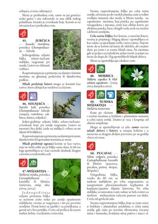 solnjača, crvena caklenjača).                                   Veoma rasprostranjena biljka po celoj našoj
    Slična je prethodnoj vrsti, samo su joj grančice         zemJji, od nizina pa do visokih planina, raste u ređim
nešto gušće i više odrvenele, te ima oblik niskog            svetlijim šumama oko međa, u blizini naselja, na
polužbuna. Izrazito je crvenkaste boje. Koristi se na        zapuštenim mestima, kraj potoka, po zapuštenim
isti način kao i prethodna vrsta.                            vinogradima i njivama, često kao obilan korov, po
                                                             obalama potoka, bara i drugih voda, uvek na svežem
                                                             i dobrom zemljištu.
                                                                Cela sočna biljka, bez korena, a naročito listovi,
   45.         JurČIcA                                       veoma je prijatnog i blagog ukusa i upotrebljava se
— Suaeda marifima,                                           kao salata, za spravljanje čorbi, variva i pirea. Najviše
porodica Chenopodiace-                                       može da se koristi od marta do oktobra, ali i znatno
ae — lobode.                                                 duže, pa često i za vreme blažih zima. Na mestima
                                                             gde se javlja u većoj količini, jedan čovek za jedan ćas
   Jednogodišnja zeljasta                                    može da skupi do 3 kg upotrebljivih biljnih delova.
biljka, zeleno-žuckaste
stabljike, razgranate pri                                       Slično se upotrebljavaju i sledeće vrste:
zemlji. Listovi su vlaknasti
i mlitavi.
   Rasprostranjena je u primorju, na slanim i vlažnim
mestima, na glinastoj, peskovitoj ili šljunkovitoj              48. MOKrIcA -
podlozi.                                                     Stellaria aqualica ili Mal-
   Mladi proletnji listovi mogu se koristiti kao             achium aquaticum - (vučja
varivo. Sirovi deluju kao sredstvo za čišćenie.              creva, kurjačka creva).



                                                                49. ŠuMSka
    46. SOLNJAČA —                                           MIŠJAKINJA —
Saisola kali, porodica                                       Stellaria nemorum.
Chenopodiaceae - lobode
(sonjača, ruštolistac, cak-                                     Raste po vlažnim
linica, slanica, soljanka).                                  i svežim mestima u brdskim i planinskim šumama
                                                             u celoj našoj zemlji. Znatno је veća i krupnija od
    Jedno-godišnja zeljasta biljka zeleno-žućkasto-          obične mišjakinje.
crvenkaste boje, pri zemlji razgranata. Listovi su
mesnati i bez drške (sede na stabljici); vrhovi su im           Моgu se upotrebljavati za jelo samo sasvim
šiljasti ili bodljikavi.                                     mladi delovi i listovi, u manjoj količini i u
                                                             mešavini sa drugim divljim povrćem, jer su grublji
    Rasprostranjena је u primorju, na slanim peščanim,       i brzo očvrsnu.
šljunkovitim ili laporastim terenima uz more.
    Mladi proletnji ogranci koriste se kao varivo,
које ne treba soliti, jer je biljka sama slana. Iz tih raz
loga upotrebljava se i kao začinski dodatak drugim
varivima u nedostatku soli.                                     50. pucAVAc —
                                                             Silene vulgaris, porodica
                                                             Caryophyllaceae - karanfili
                                                             ili klinčići (pucavica,
                                                             pucalina, pušina, skripac,
   47. MIŠJAKINJA —                                          škripalac).
Stellaria media, porodica                                       Višegodišnja biljka,
Caryophyllaceae          —                                   visoka do 60 cm, sa
karanfila ili klinčića                                       tankom stabljikom pri vrhu razgranatom, sa
(miševina, mišje uho,                                        nasuprotnim plavičastozelenim kopljastim ili
crevac, čevca).                                              kopljasto-jajastim šiljatim listovima. Pri vrhu
   Jednogodišnja                                             stabljike, u rastresitoj cvasti, nalaze se beli cvetovi sa
zeljasta prizemna biljka                                     širokom mehurastom čašicom punom vaz-duha.
sa nežnom često nisko po zemlji opuštenom                    Cveta od aprila do jula.
stabljikom, veoma se razgranava i širi po površini              Veoma rasprostranjena biljka, koja se često sreće
zemljišta. Donji listići su jajoliki i sa peteljkama, a      u brdskim i planinskim predelima u celoj našoj
gornji uži i bez peteljke. Cveta od proleća do jeseni        zemlji, gde raste po travnim obroncima, ivicama
malim, belim, zvezdastim cvetovima.                          šuma i šumaraka, livadama ukraj puteva i staza i sl.
 