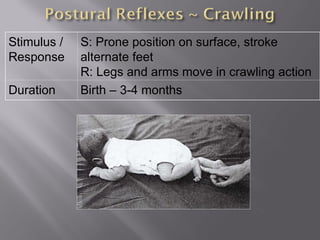 Stimulus /
Response
S: Prone position on surface, stroke
alternate feet
R: Legs and arms move in crawling action
Duration Birth – 3-4 months
 