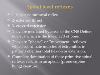Spinal level reflexes
 1- flexor withdrawal reflex
 2- extensor thrust
 3- crossed extension
 They are mediated by areas of the CNS Deiters
nucleus which is the lower 1/3 of pons.
 They are ‘’phasic’’ or ‘’movement ‘’reflexes
which coordinate muscles of extremities in
patterns of either total flexion or extension.
 Complete domination of these primitive spinal
reflexes results in an apedal (prone-supine
lying) creature.
 
