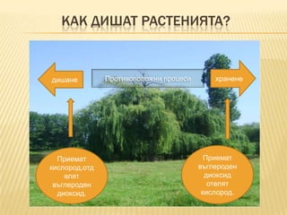 КАК ДИШАТ РАСТЕНИЯТА?

дишане

Приемат
кислород,отд
елят
въглероден
диоксид.

Противоположни процеси

хранене

Приемат
въглероден
диоксид
отелят
кислород.

 