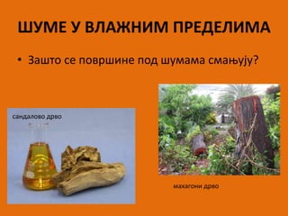 ШУМЕ У ВЛАЖНИМ ПРЕДЕЛИМА
• Зашто се површине под шумама смањују?
сандалово дрво
махагони дрво
 