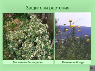 Prirodni oblasti | PPT