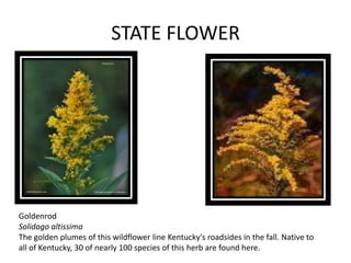 STATE FLOWER

Goldenrod
Solidago altissima
The golden plumes of this wildflower line Kentucky's roadsides in the fall. Native to
all of Kentucky, 30 of nearly 100 species of this herb are found here.

 