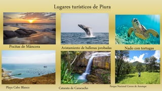 Lugares turísticos de Piura
Pocitas de Máncora Avistamiento de ballenas jorobadas Nado con tortugas
Playa Cabo Blanco Catarata de Caracucho Parque Nacional Cerros de Amotape
 