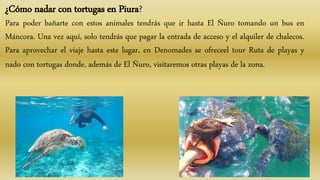 ¿Cómo nadar con tortugas en Piura?
Para poder bañarte con estos animales tendrás que ir hasta El Ñuro tomando un bus en
Máncora. Una vez aquí, solo tendrás que pagar la entrada de acceso y el alquiler de chalecos.
Para aprovechar el viaje hasta este lugar, en Denomades se ofreceel tour Ruta de playas y
nado con tortugas donde, además de El Ñuro, visitaremos otras playas de la zona.
 